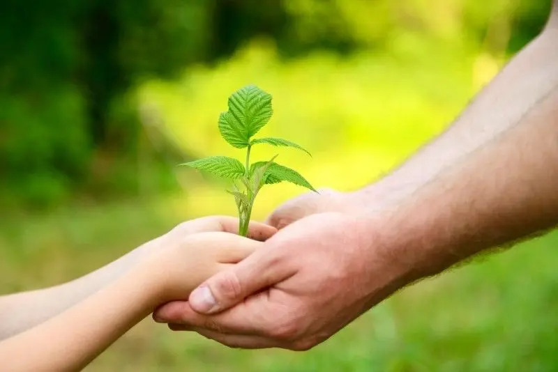 Tận hưởng cảm giác bình yên qua hình ảnh trồng cây xanh Tận hưởng cảm giác bình yên qua hình ảnh trồng cây xanh