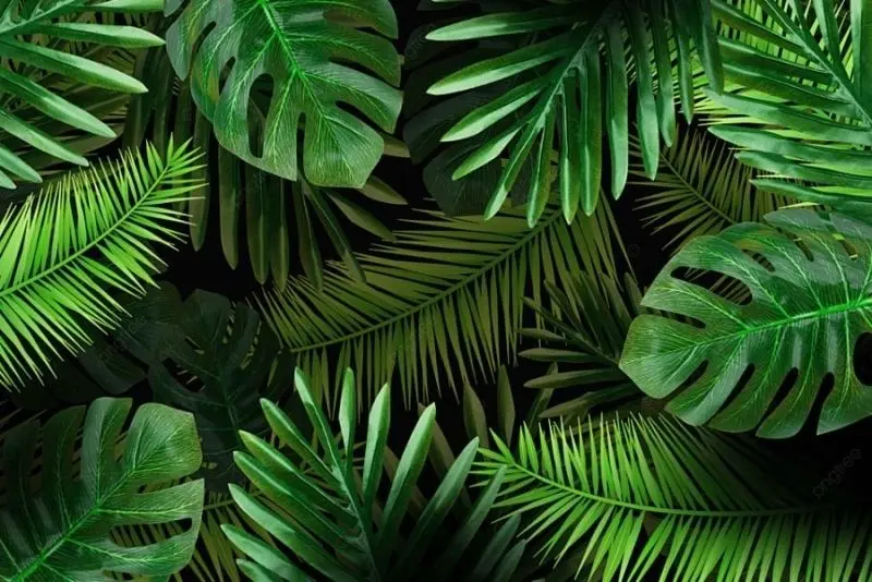 Khám phá ảnh cây xanh đẹp thanh thoát Khám phá ảnh cây xanh đẹp thanh thoát