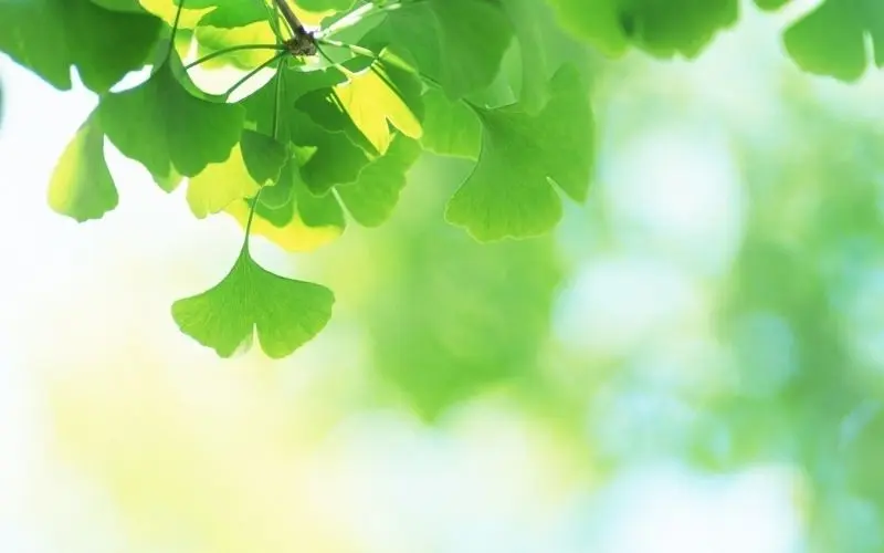 Ảnh cây xanh đẹp làm nổi bật góc nhỏ yêu thích Ảnh cây xanh đẹp làm nổi bật góc nhỏ yêu thích