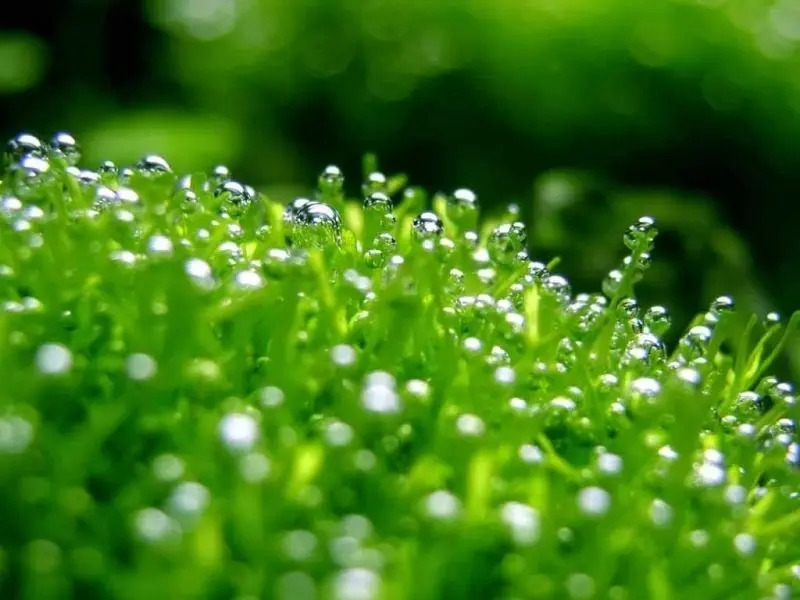 Hít thở không khí trong lành qua ảnh cây xanh đẹp Hít thở không khí trong lành qua ảnh cây xanh đẹp
