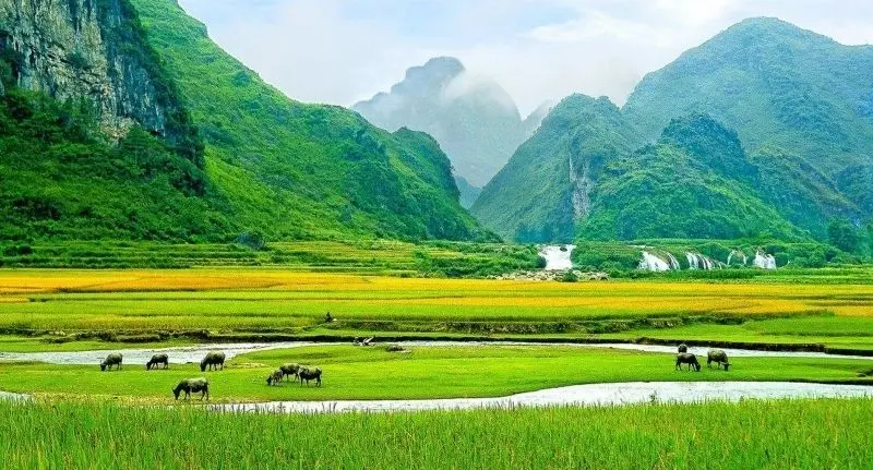 Vẻ đẹp bình dị của cánh đồng quê hương Việt Nam mùa gặt Vẻ đẹp bình dị của cánh đồng quê hương Việt Nam mùa gặt