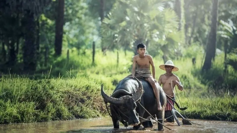 Ký ức tuổi thơ với hình ảnh làng quê bình dị Ký ức tuổi thơ với hình ảnh làng quê bình dị