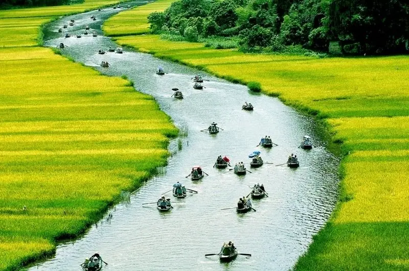 Cánh đồng lúa chín vàng trải dài trên quê hương Việt Nam Cánh đồng lúa chín vàng trải dài trên quê hương Việt Nam