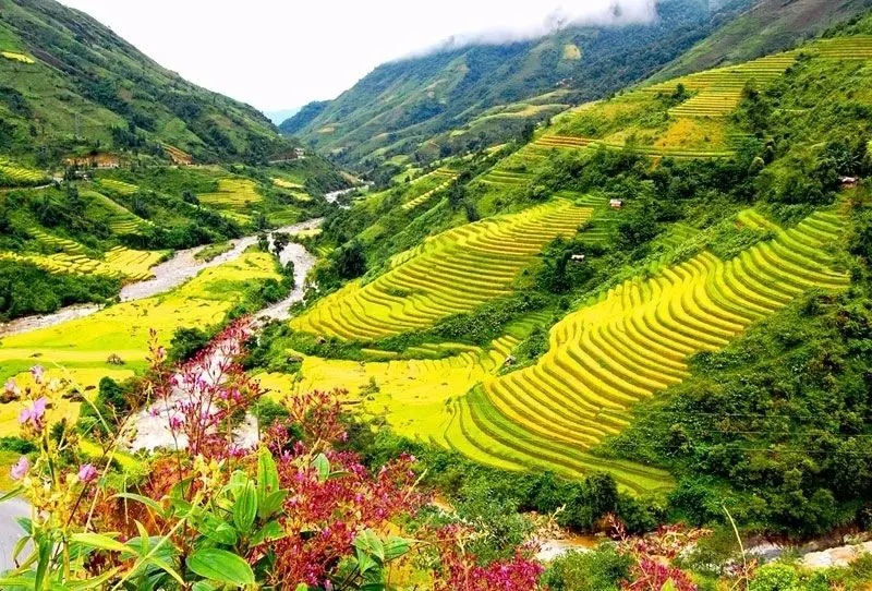 Ảnh quê hương đất nước với cánh đồng lúa vàng óng ánh Ảnh quê hương đất nước với cánh đồng lúa vàng óng ánh