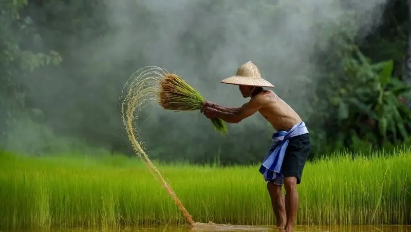 Ảnh quê hương đất nước với ngôi nhà nhỏ giữa đồng lúa chín Ảnh quê hương đất nước với ngôi nhà nhỏ giữa đồng lúa chín