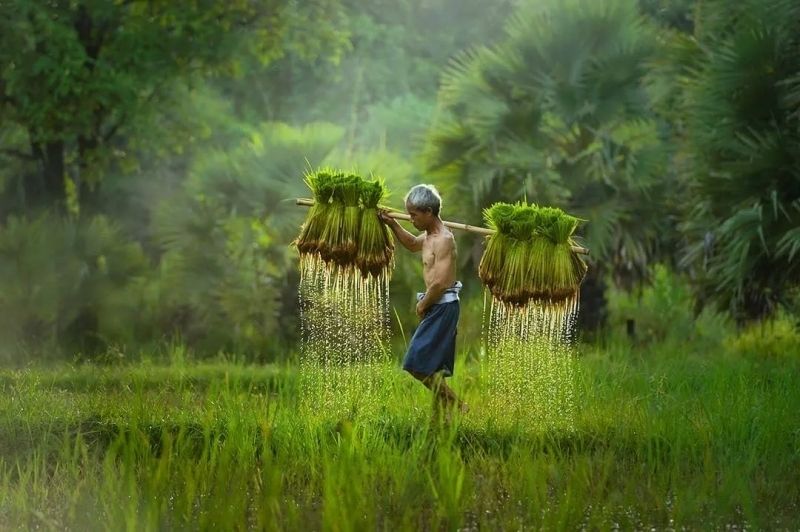 Cảnh sắc thiên nhiên quê hương đất nước tươi đẹp và hài hòa Cảnh sắc thiên nhiên quê hương đất nước tươi đẹp và hài hòa