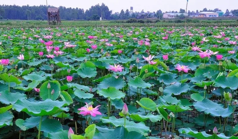 Hình ảnh quê hương đất nước khơi dậy niềm tự hào Hình ảnh quê hương đất nước khơi dậy niềm tự hào