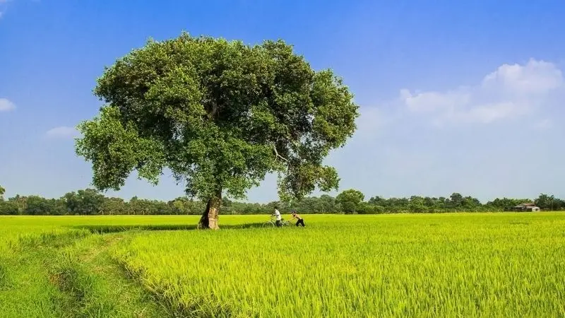 Hình ảnh quê hương đất nước là nguồn cảm hứng bất tận Hình ảnh quê hương đất nước là nguồn cảm hứng bất tận