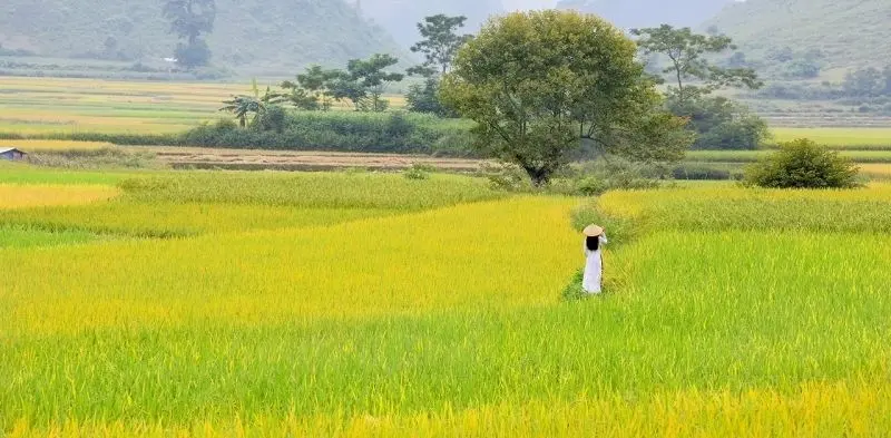 Buổi chiều tà trên quê hương Việt Nam với cánh đồng xanh Buổi chiều tà trên quê hương Việt Nam với cánh đồng xanh