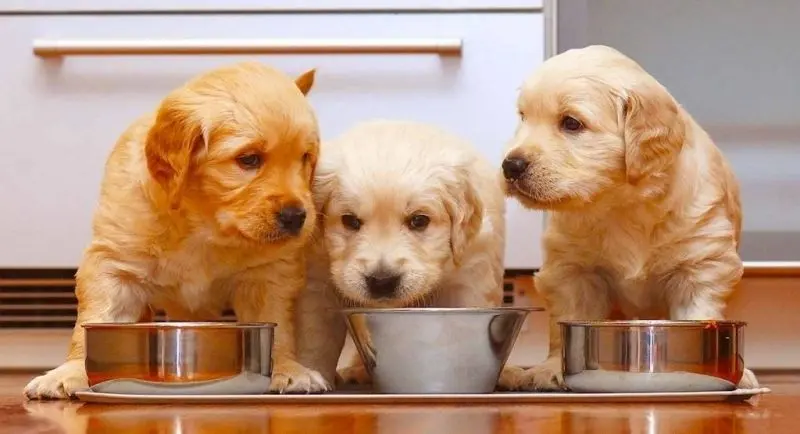 Hình ảnh 3 con chó vui nhộn và đáng yêu Hình ảnh 3 con chó vui nhộn và đáng yêu