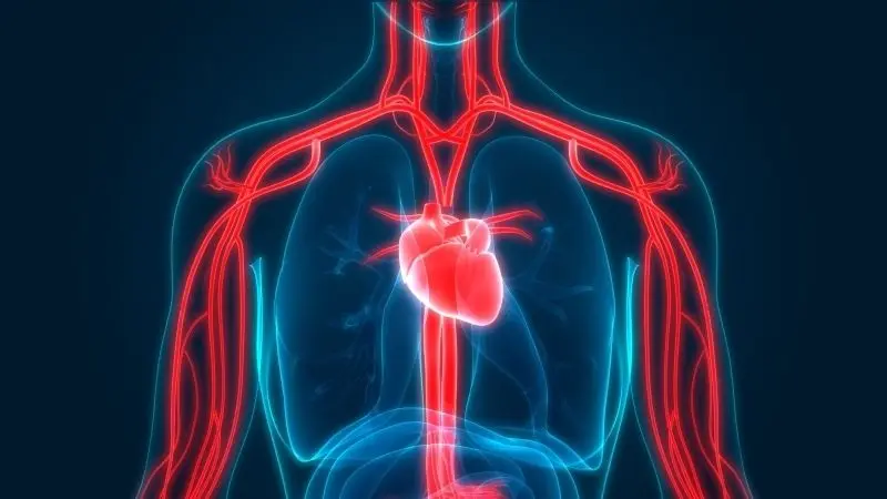 Khám phá ảnh quả tim trong lồng ngực sống động