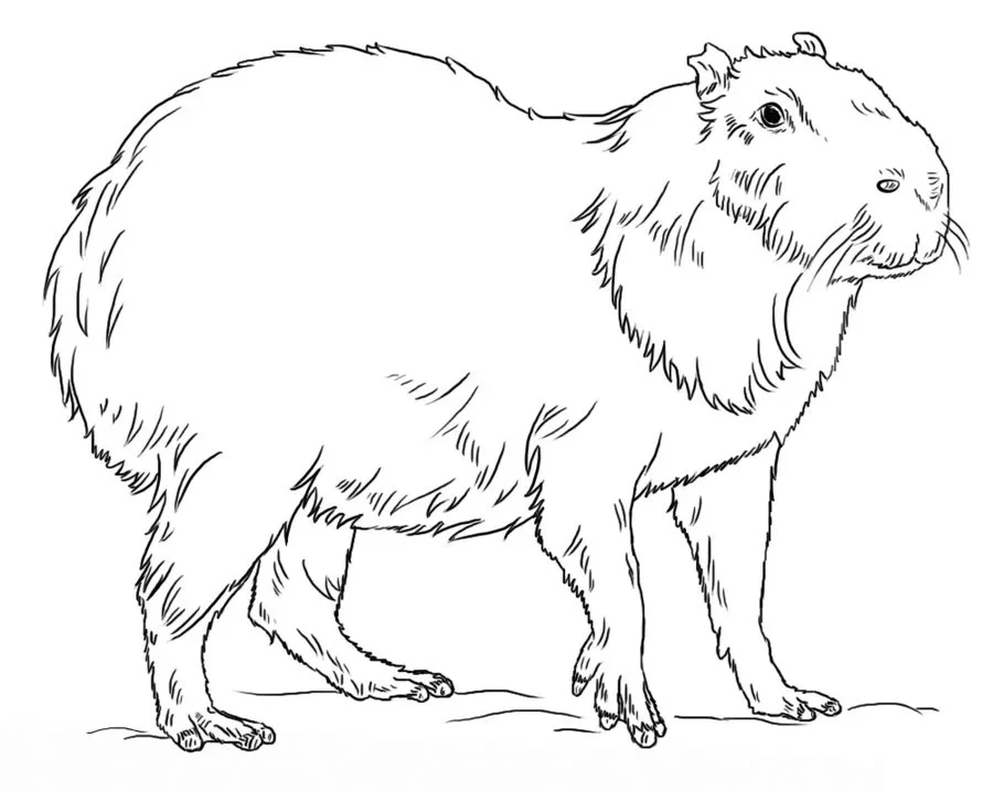 Tranh tô màu capybara cute độc quyền, bé yêu sẽ mê mẩn ngay. Tranh tô màu capybara cute độc quyền, bé yêu sẽ mê mẩn ngay.