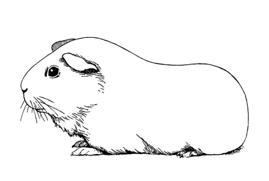 Bé yêu sẽ mê mẩn với tranh tô màu capybara cute cực kỳ đáng yêu. Bé yêu sẽ mê mẩn với tranh tô màu capybara cute cực kỳ đáng yêu.