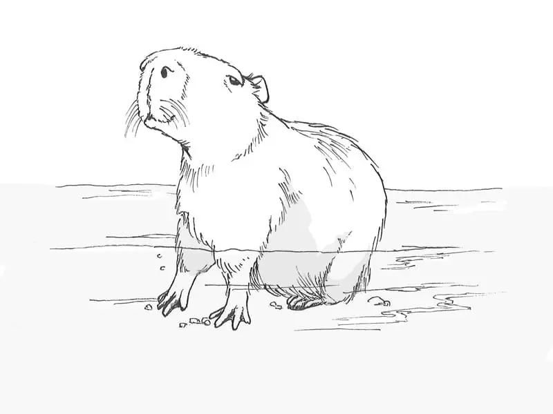 Tải ngay tranh tô màu capybara miễn phí, bé sẽ sáng tạo mỗi ngày! Tải ngay tranh tô màu capybara miễn phí, bé sẽ sáng tạo mỗi ngày!