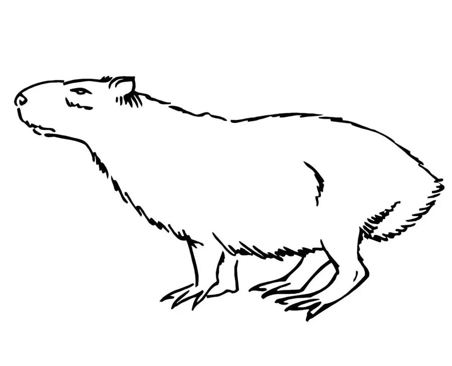 Tô màu capybara – Hoạt động thú vị giúp bé yêu thêm động vật tự nhiên. Tô màu capybara – Hoạt động thú vị giúp bé yêu thêm động vật tự nhiên.