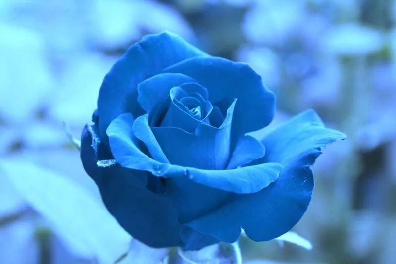 Làm nổi bật hồ sơ mạng xã hội bằng avatar màu xanh nhẹ nhàng và tinh tế. Làm nổi bật hồ sơ mạng xã hội bằng avatar màu xanh nhẹ nhàng và tinh tế.