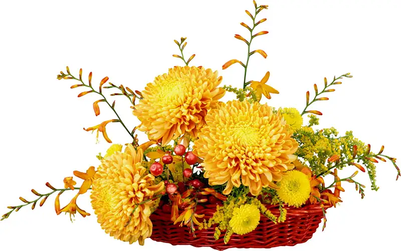 Chọn ảnh hoa tặng 22/12 để thể hiện sự chân thành Chọn ảnh hoa tặng 22/12 để thể hiện sự chân thành