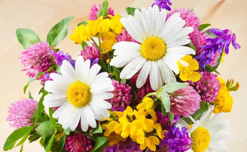 Hình ảnh tặng hoa cho mẹ, biểu hiện của lòng biết ơn Hình ảnh tặng hoa cho mẹ, biểu hiện của lòng biết ơn