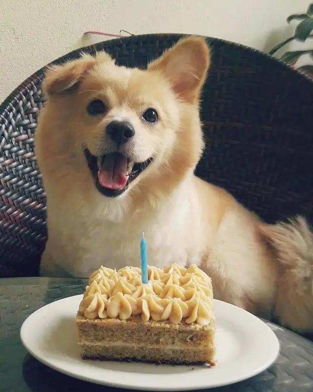 Meme sinh nhật với nét mặt hài hước
