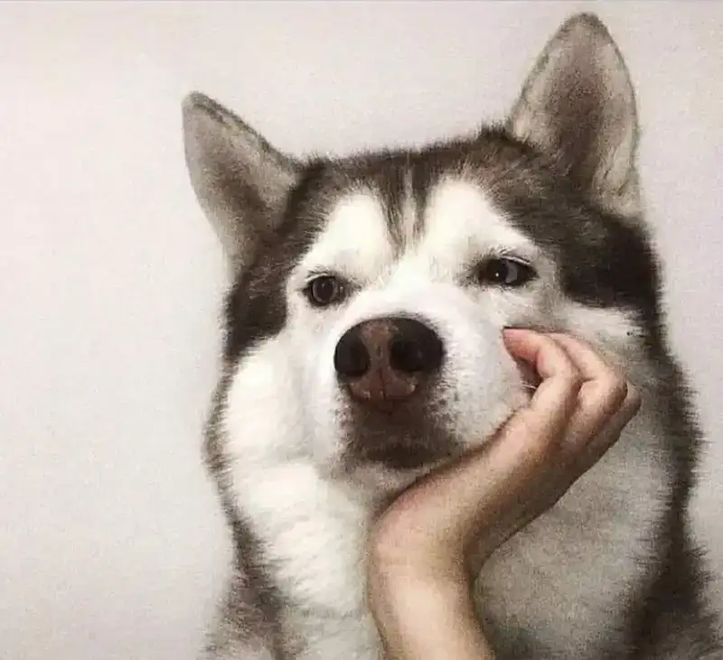 Meme suy với gương mặt ngơ ngác