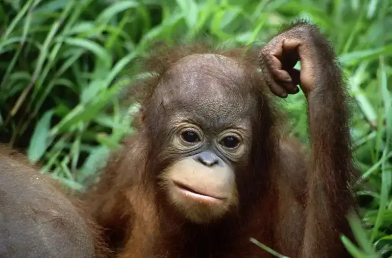 Meme khỉ suy nghĩ, hài hước nhất