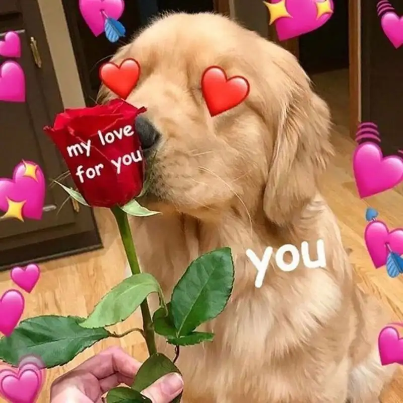 Thả tim meme với biểu cảm chân thành