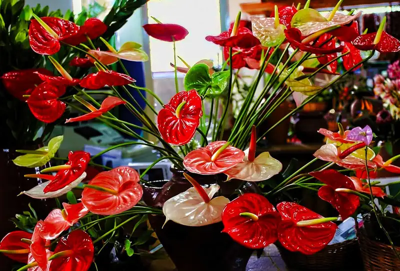 Hoa tặng khai trương đẹp thể hiện tình cảm chân thành Hoa tặng khai trương đẹp thể hiện tình cảm chân thành