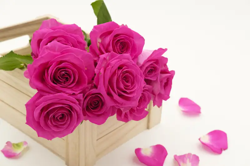 Lưu giữ khoảnh khắc đẹp với ảnh hoa tặng sinh nhật con gái Lưu giữ khoảnh khắc đẹp với ảnh hoa tặng sinh nhật con gái