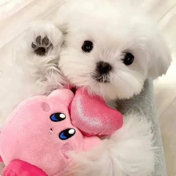 Hãy để avatar con chó mang lại nụ cười mỗi ngày cho bạn Hãy để avatar con chó mang lại nụ cười mỗi ngày cho bạn