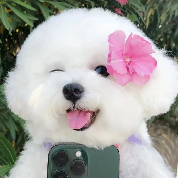Hãy để avatar con chó làm mới không gian mạng xã hội của bạn Hãy để avatar con chó làm mới không gian mạng xã hội của bạn