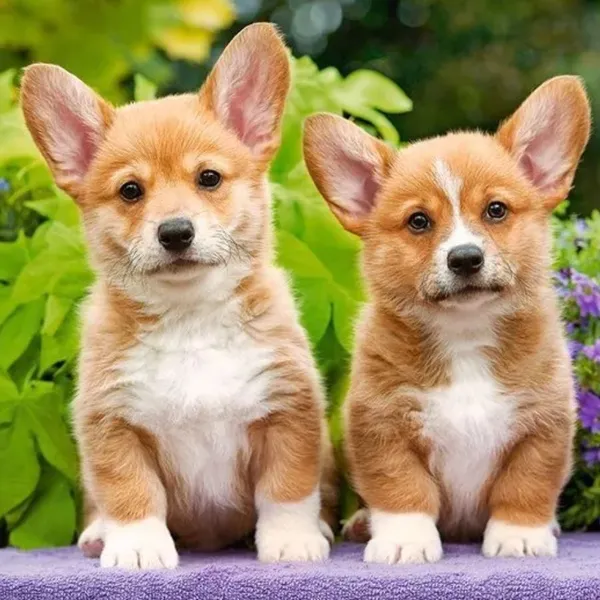 Làm sáng không gian sống bằng avatar con chó đáng yêu Làm sáng không gian sống bằng avatar con chó đáng yêu