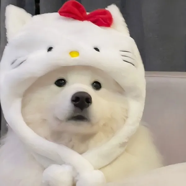 Thể hiện cá tính qua avatar con chó siêu đáng yêu Thể hiện cá tính qua avatar con chó siêu đáng yêu