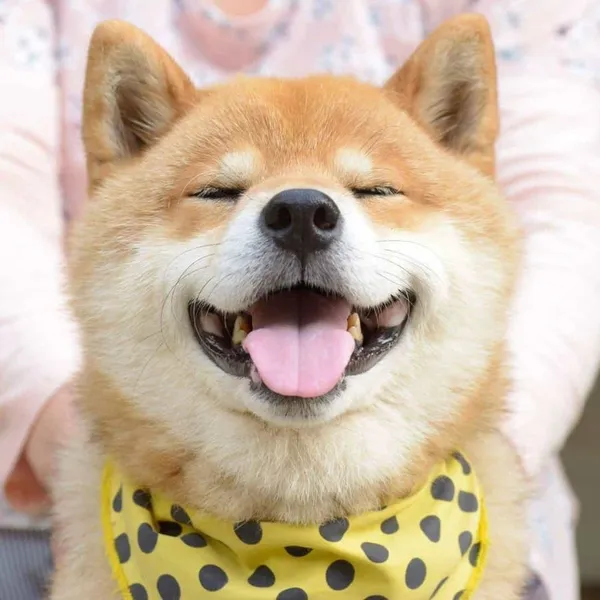 Hãy để avatar con chó làm sáng không gian sống của bạn Hãy để avatar con chó làm sáng không gian sống của bạn