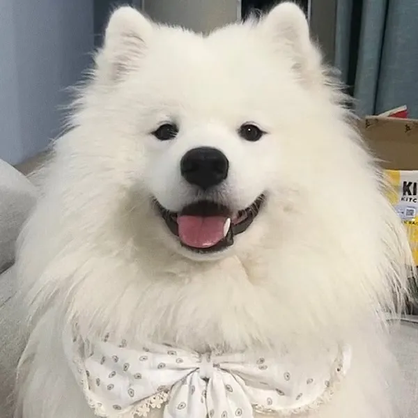 Làm mới hồ sơ cá nhân bằng avatar con chó độc đáo Làm mới hồ sơ cá nhân bằng avatar con chó độc đáo