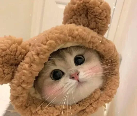 Thêm chút ngộ nghĩnh vào trang cá nhân với avatar meme cute Thêm chút ngộ nghĩnh vào trang cá nhân với avatar meme cute