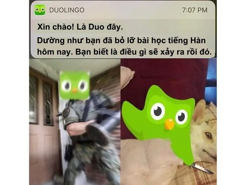 Duolingo meme giúp người xem giải trí