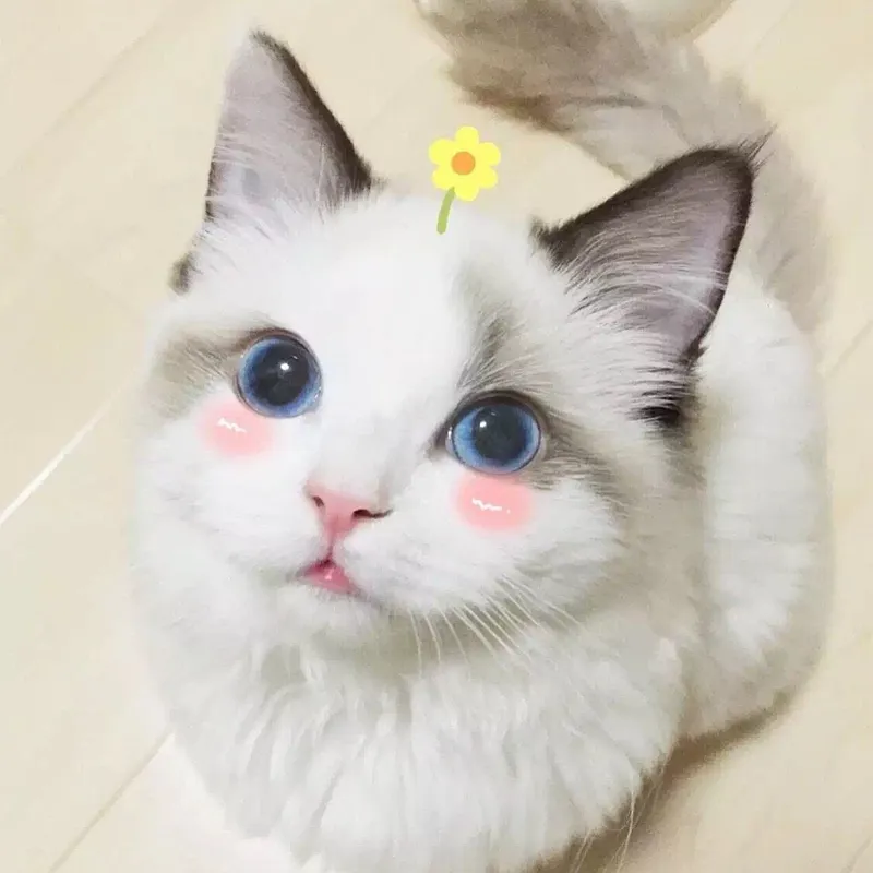 Mèo avatar dễ thương làm nổi bật phong cách cá nhân Mèo avatar dễ thương làm nổi bật phong cách cá nhân