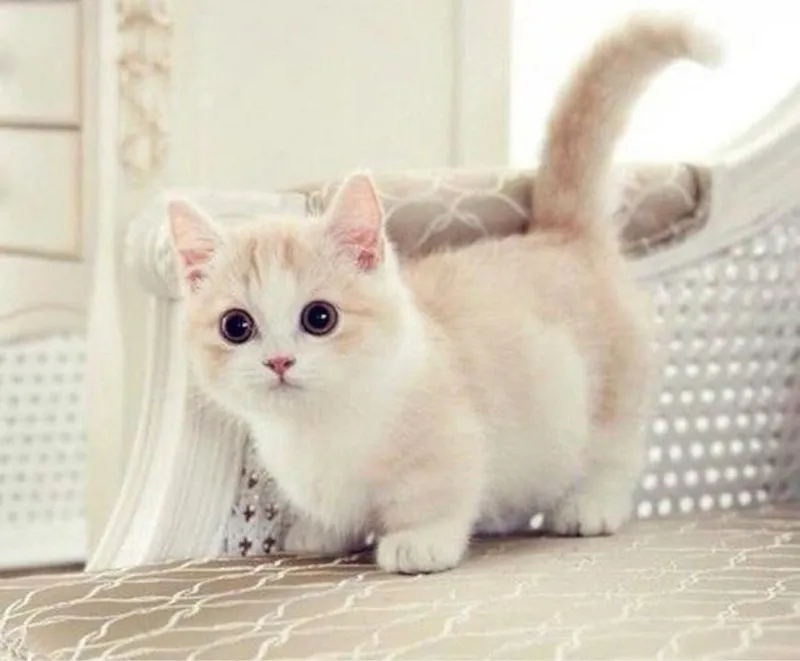 Thêm chút ngộ nghĩnh với mèo avatar độc đáo và đáng yêu Thêm chút ngộ nghĩnh với mèo avatar độc đáo và đáng yêu