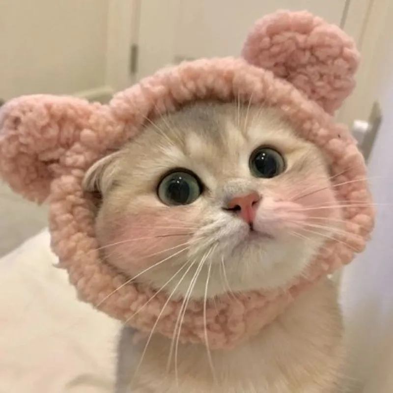 Làm mới hồ sơ cá nhân bằng mèo avatar đầy sáng tạo Làm mới hồ sơ cá nhân bằng mèo avatar đầy sáng tạo