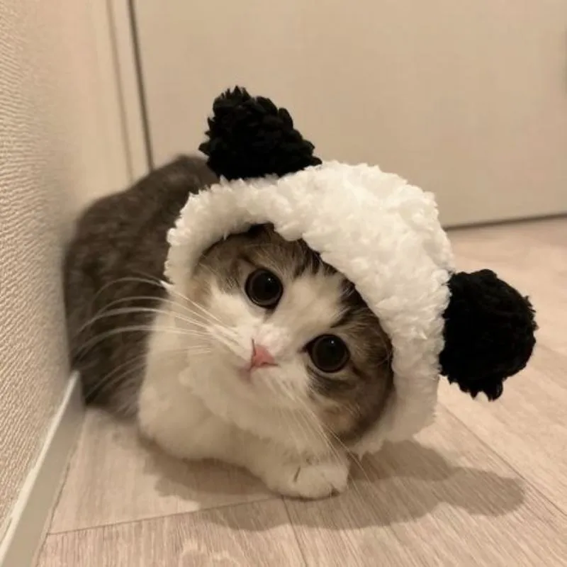 Mèo avatar phù hợp với mọi phong cách cá nhân Mèo avatar phù hợp với mọi phong cách cá nhân