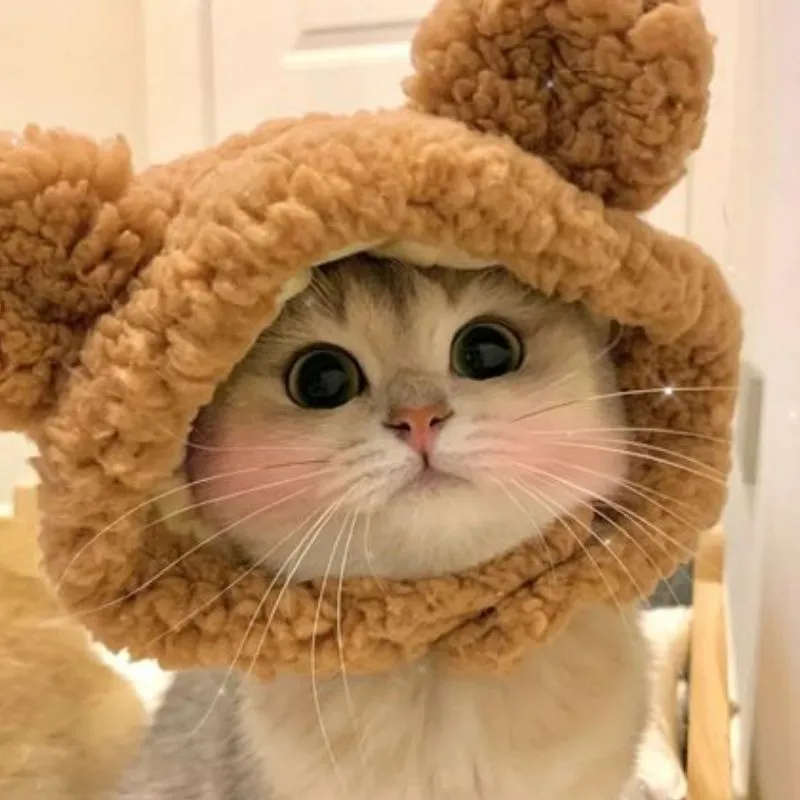 Mèo avatar làm bừng sáng ngày mới của bạn Mèo avatar làm bừng sáng ngày mới của bạn