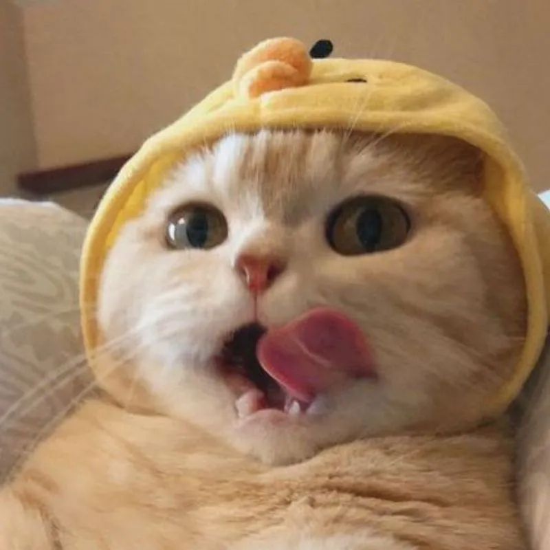 Thêm chút duyên dáng với hình ảnh mèo avatar dễ thương Thêm chút duyên dáng với hình ảnh mèo avatar dễ thương