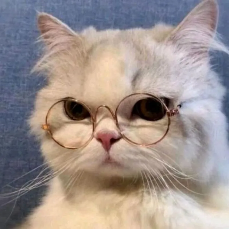 Đưa nét đáng yêu vào hồ sơ của bạn với mèo avatar Đưa nét đáng yêu vào hồ sơ của bạn với mèo avatar