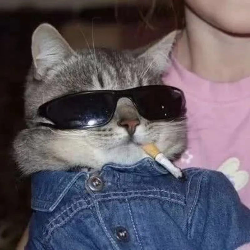 Hãy để mèo avatar nói lên phong cách của bạn Hãy để mèo avatar nói lên phong cách của bạn