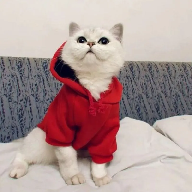 Biểu tượng của sự đáng yêu qua hình ảnh mèo avatar Biểu tượng của sự đáng yêu qua hình ảnh mèo avatar