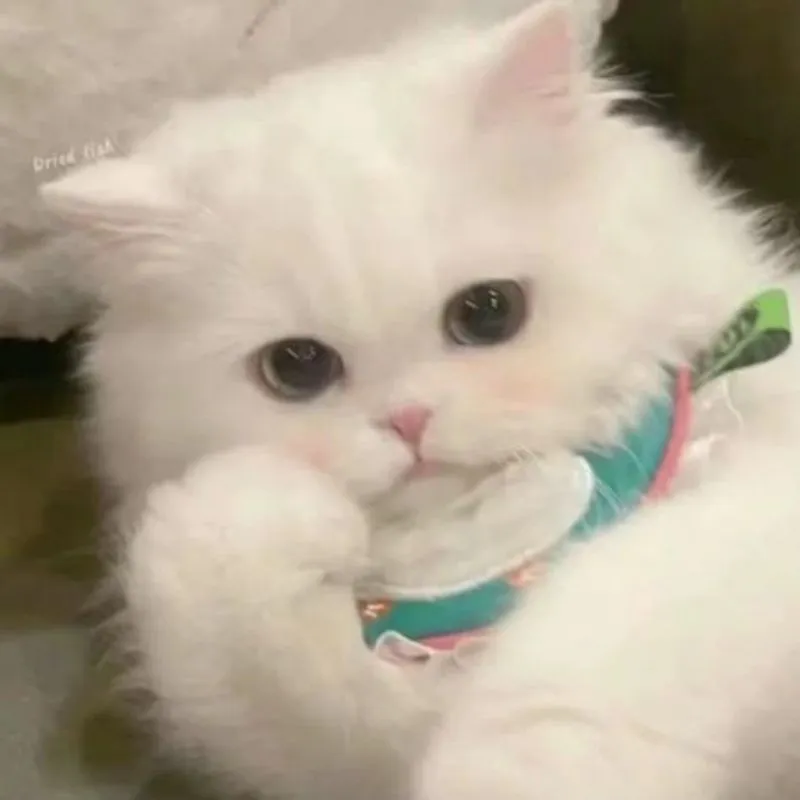 Tận hưởng cảm giác vui vẻ với mèo avatar đáng yêu Tận hưởng cảm giác vui vẻ với mèo avatar đáng yêu