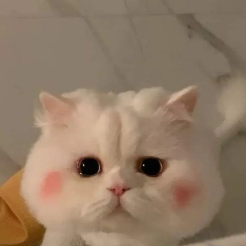 Một chút khác biệt với mèo avatar độc lạ Một chút khác biệt với mèo avatar độc lạ