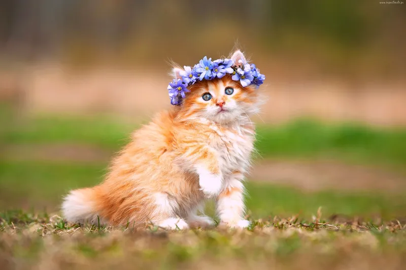 Hãy chọn mèo avatar để thể hiện cá tính của bạn Hãy chọn mèo avatar để thể hiện cá tính của bạn