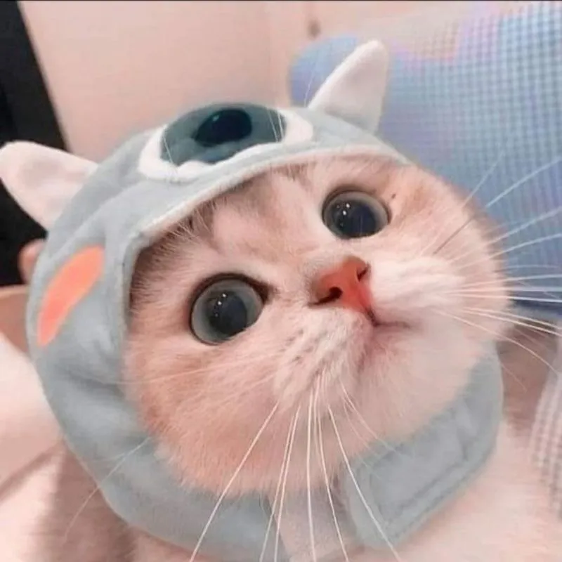 Thể hiện cá tính với mèo avatar phong cách ngộ nghĩnh Thể hiện cá tính với mèo avatar phong cách ngộ nghĩnh