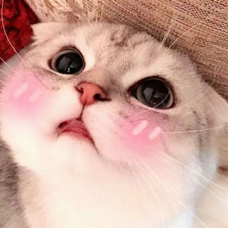 Làm mới không gian mạng xã hội với mèo avatar dễ thương Làm mới không gian mạng xã hội với mèo avatar dễ thương